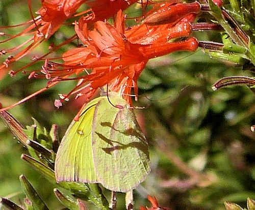 Epilobium canum: California Fuchsia - with butterfly