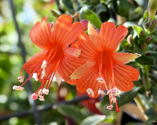 Epilobium canum: California Fuchsia - flowers