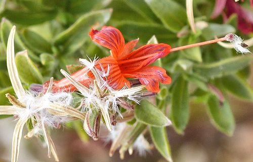 Epilobium canum: California Fuchsia - seed pods