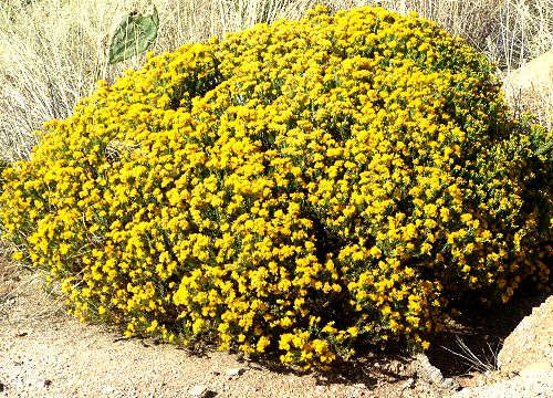 Ericameria laricifolia: Turpentine Bush in bloom
