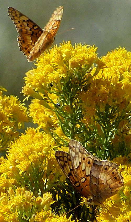 Ericameria laricifolia: Turpentine Bush - flowers with butterflies 