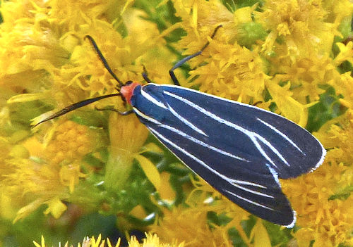 Ericameria laricifolia: Turpentine Bush - with Tiger Moth
