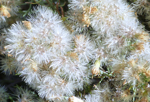 Ericameria laricifolia: Turpentine Bush - seeds