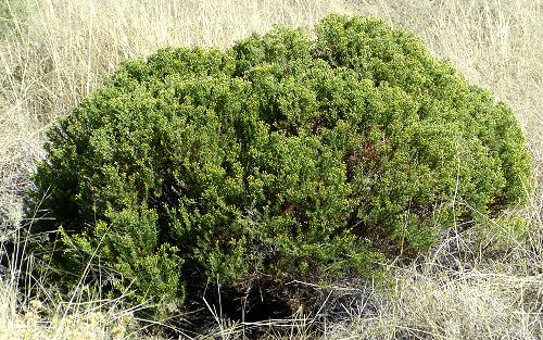 Ericameria laricifolia: Turpentine Bush