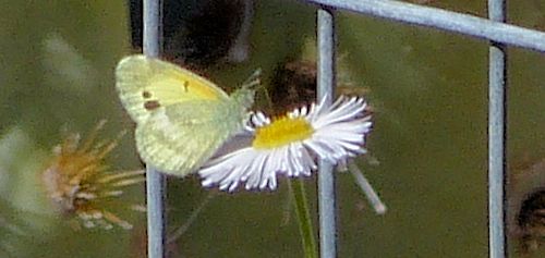 Erigeron divergens: Spreading Fleabane - with butterfly