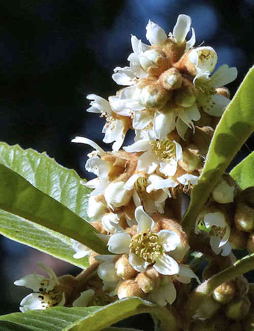 Loquat: Eriobotrya japonica - flowers