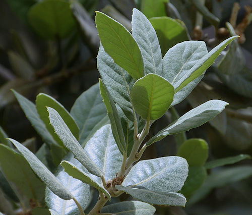 Loquat: Eriobotrya japonica - leaves