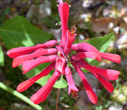 Erythrina flabelliformis: Coralbean - flower