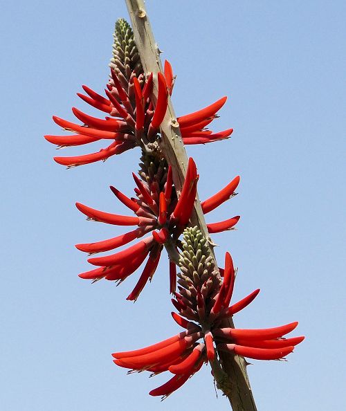 Erythrina flabelliformis: Coralbean - flowers