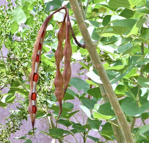 Erythrina flabelliformis: Coralbean - seed pod