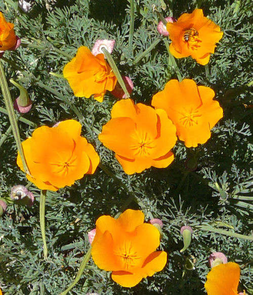 Eschscholzia californica: California Poppy - flowers
