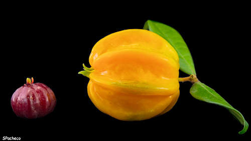 Comparison of Eugenia uniflora and Eugenia selloi fruit size