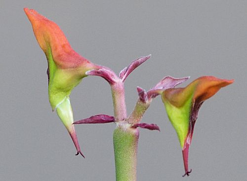Euphorbia lomelii: Slipper Plant - flower