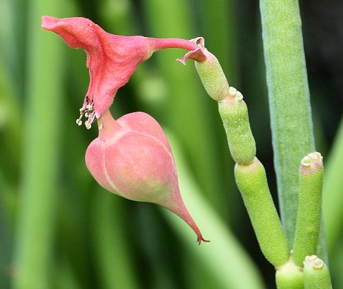 Euphorbia lomelii: Slipper Plant - pod
