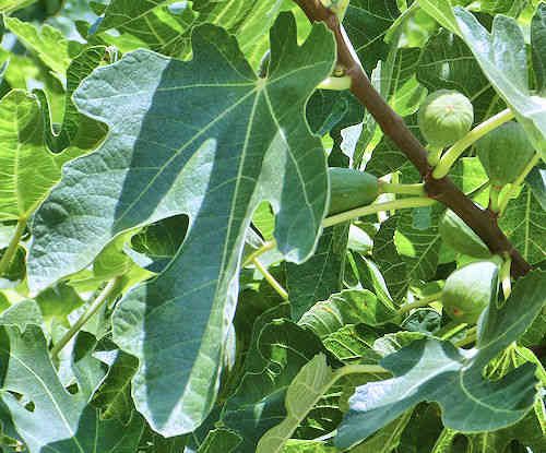 Edible Fig: Ficus carica - leaf
