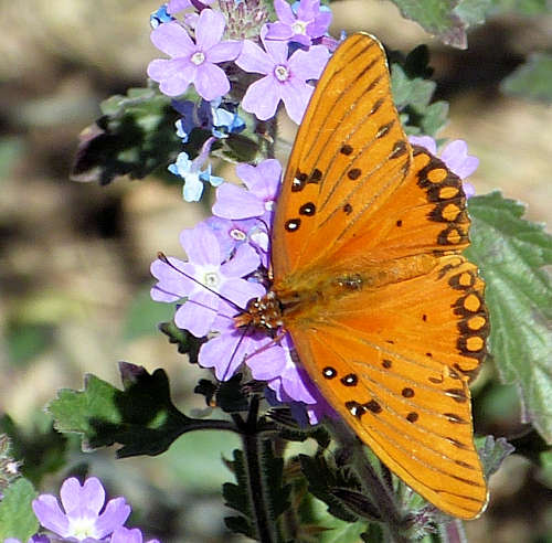 Verbena gooddingii: Goodding's Verbena - butterfly