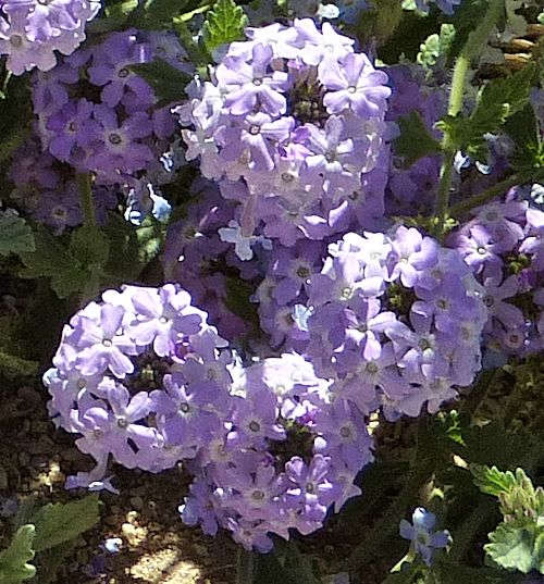 Verbena gooddingii: Goodding's Verbena - flowers