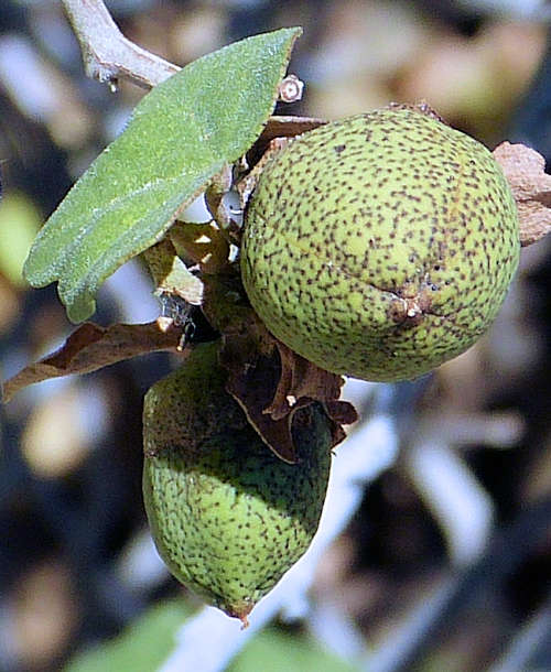 Gossypium harknessii: San Marcos Hibiscus seed capsule