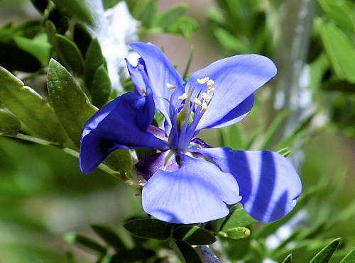 Guaiacum: Guayacan flower