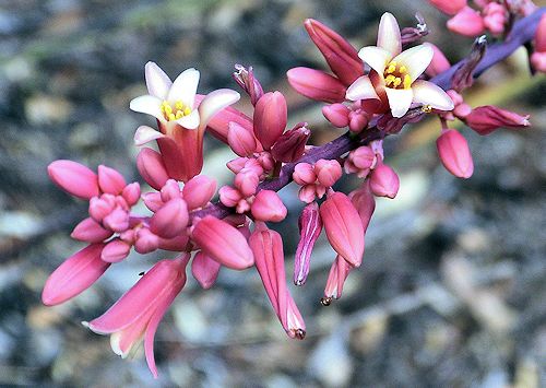 Hesperaloe parviflora: Red Yucca - flowers