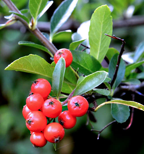 by Peggychoucair Pixabay