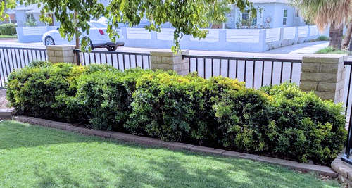 Ilex vomitoria dwarf shrubs