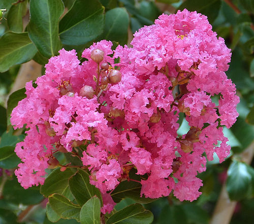 Lagerstroemia indica: Crepe Myrtle - flower cluster