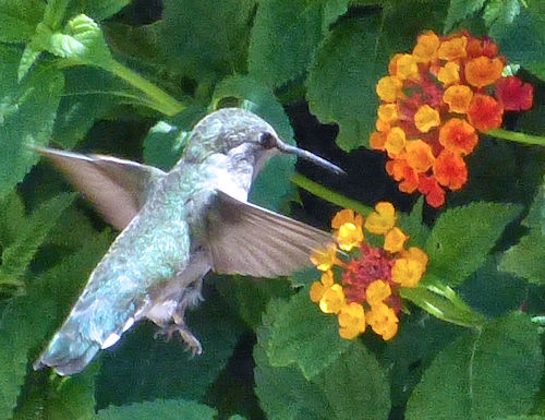 Lantana camara - red flowers and hummingbird