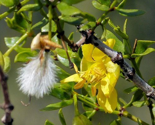 Larrea tridentata: Creosote Bush - plumed seeds