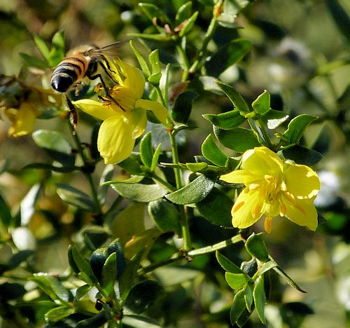 Larrea tridentata: Creosote Bush - flowers