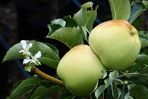 Apple: Malus domestica - fruit
