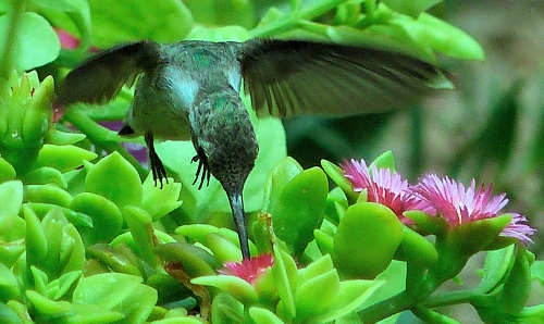Mesembryanthemum cordifolium with hummingbird