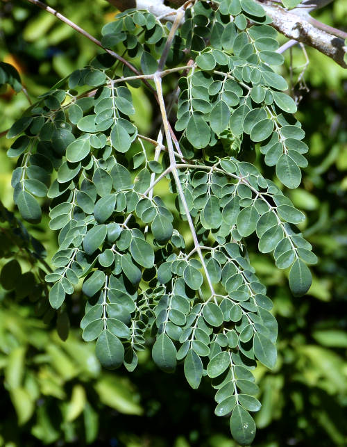 Moringa: Moringa oleifera - leaves