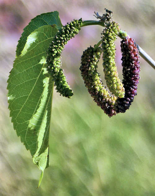 Morus macroura: Packistan Mulberry fruit