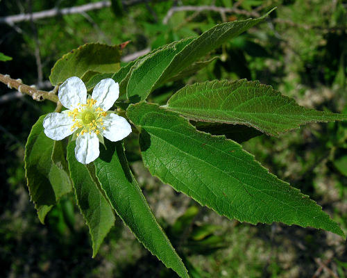 By Dick Culbert from Gibsons, B.C., Canada - Muntingia calabura, the flower of Panama Berry, CC BY 2.0, httpscommons.wikimedia.orgwindex.phpcurid-34450507