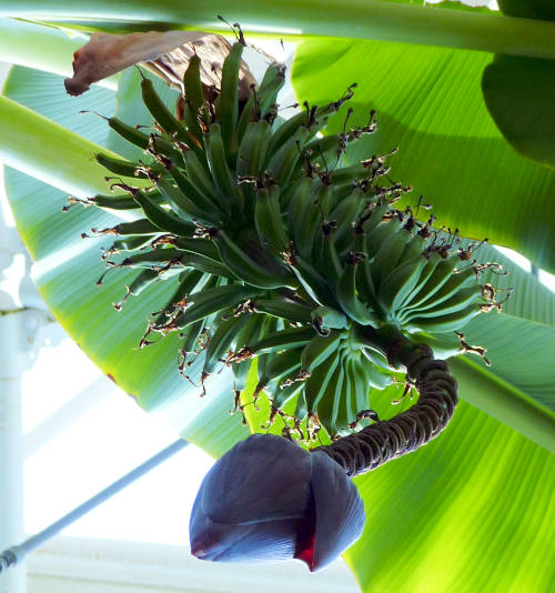 Cavendish Banana: Musa acuminata - flowering stem