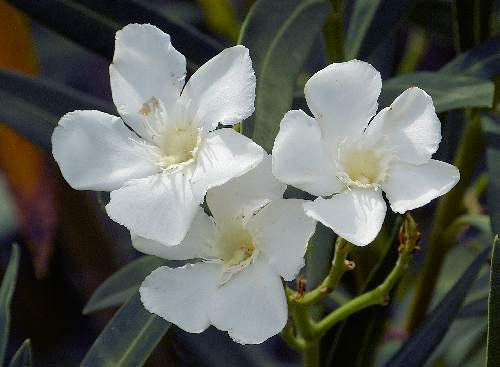Nerium oleander: Oleander - white flowers