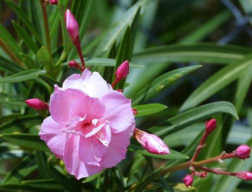 Nerium oleander: Oleander - pink flowers