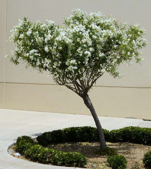 Nerium oleander: Oleander - tree
