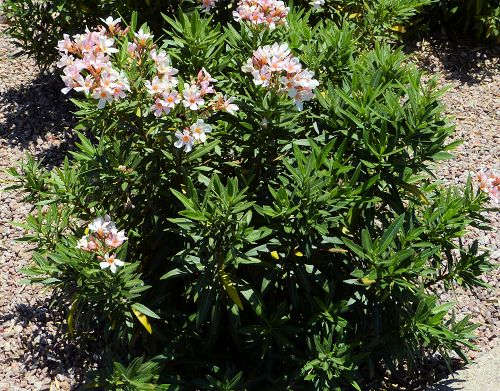 Nerium oleander: Oleander - shrub