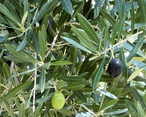 Olive: Olea europaea - fruit