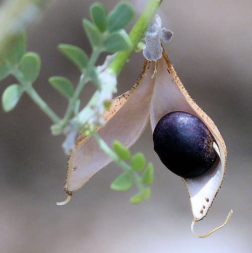 Olneya tesota: Desert Ironwood - seed in pod