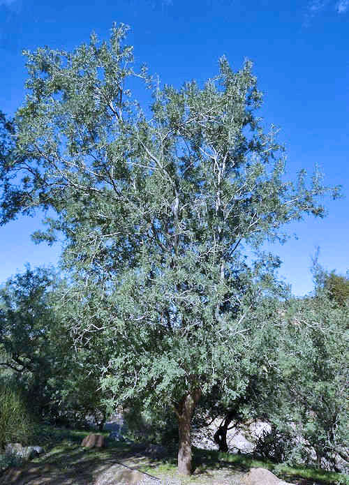 Olneya tesota: Desert Ironwood - tree
