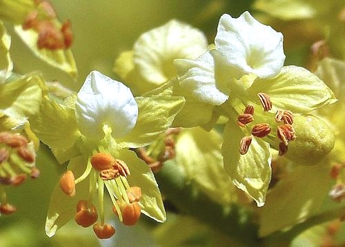 Cercidium microphyllum: Yellow Palo Verde - flower