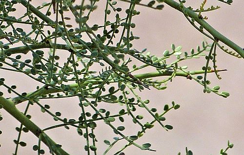 Cercidium microphyllum: Yellow Palo Verde - leaves