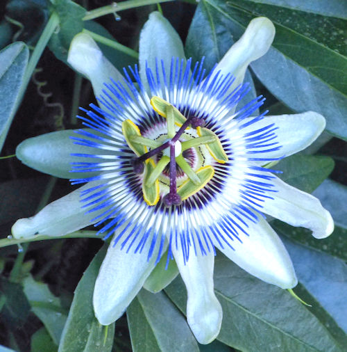 Passionflower: Passiflora caerulea - flower