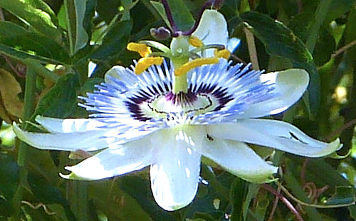 Passionflower: Passiflora caerulea - flower side view