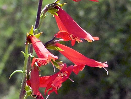 Penstemon barbatus: Beardlip Penstemon - flowers