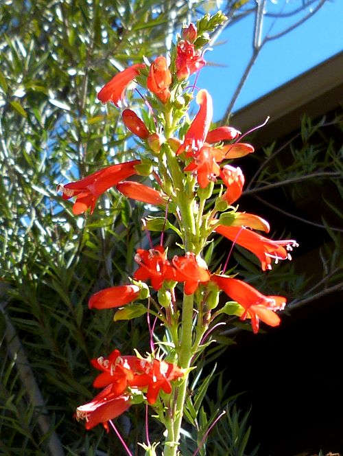 Penstemon eatonii: Firecracker Penstemon - flowers