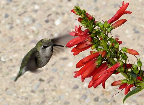 Penstemon eatonii: Firecracker Penstemon - with hummingbird